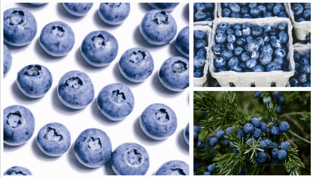 blueberry image
