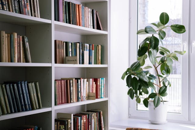 bookcase beside a plant